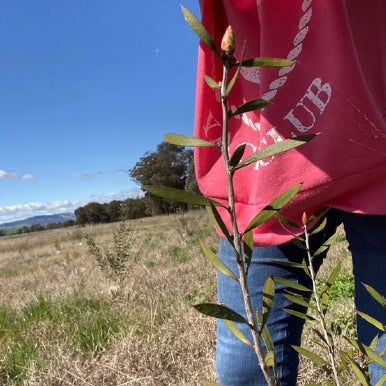 Rowdy Crowd Regeneration Project - Growing Young Gum Tree