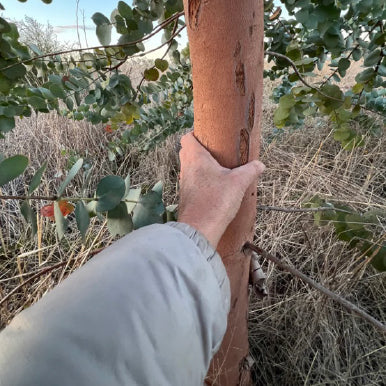 Rowdy Crowd Regeneration Project - Thriving Young Gum Tree