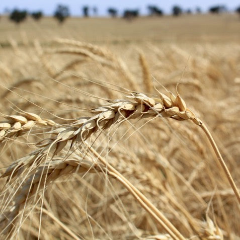 On Farm Wheat Crop