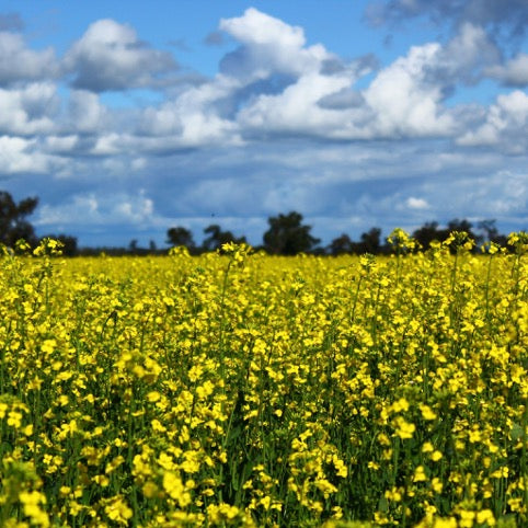 On farm Canola Crop