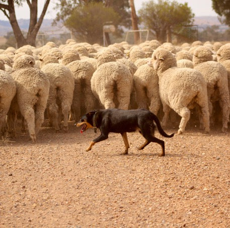 On Farm Sheep Herd with Kelpie