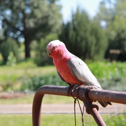 On Farm Birdlife - Gullah Parrot