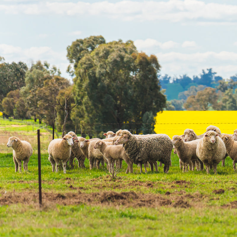 Rowdy Crowd Working Farm - Sheep Herd and Canola Field