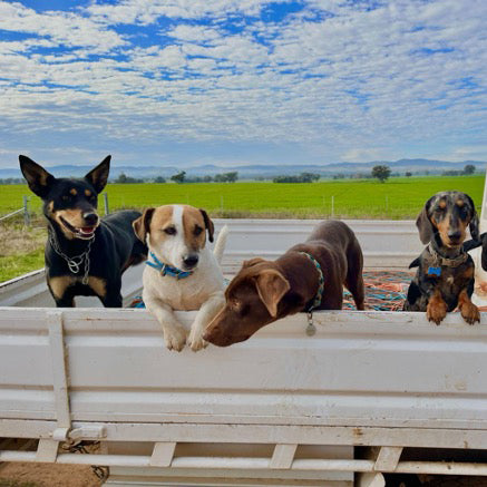 Rowdy Farm Dogs