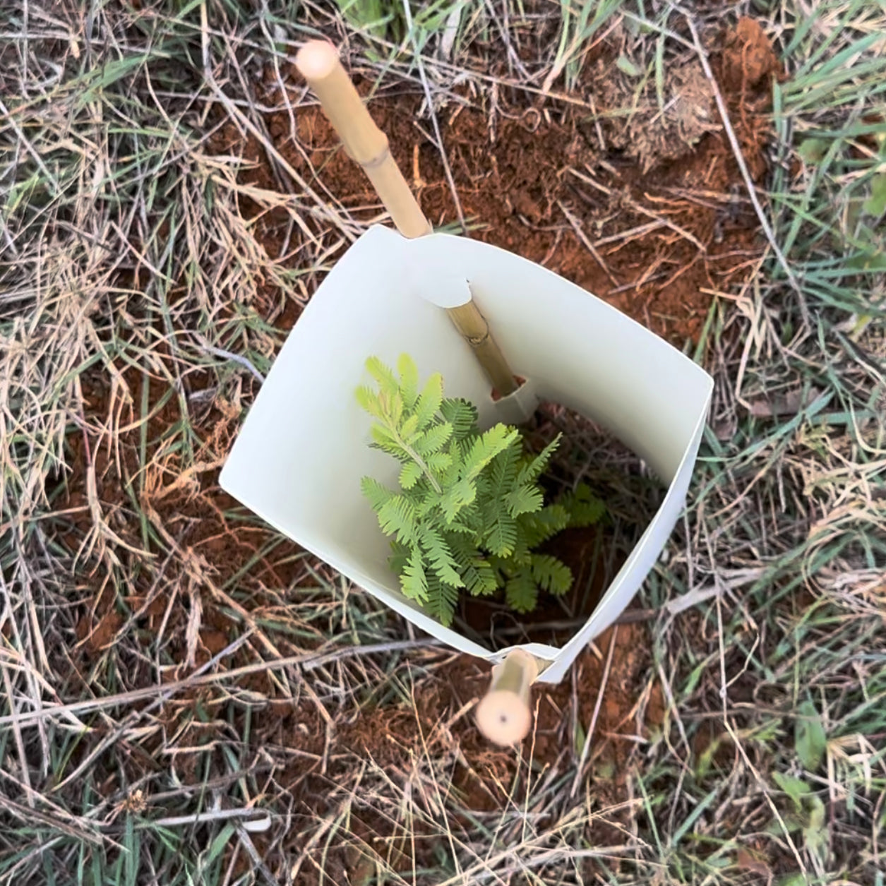 Rowdy Crowd Regeneration Project - Seedling Planted