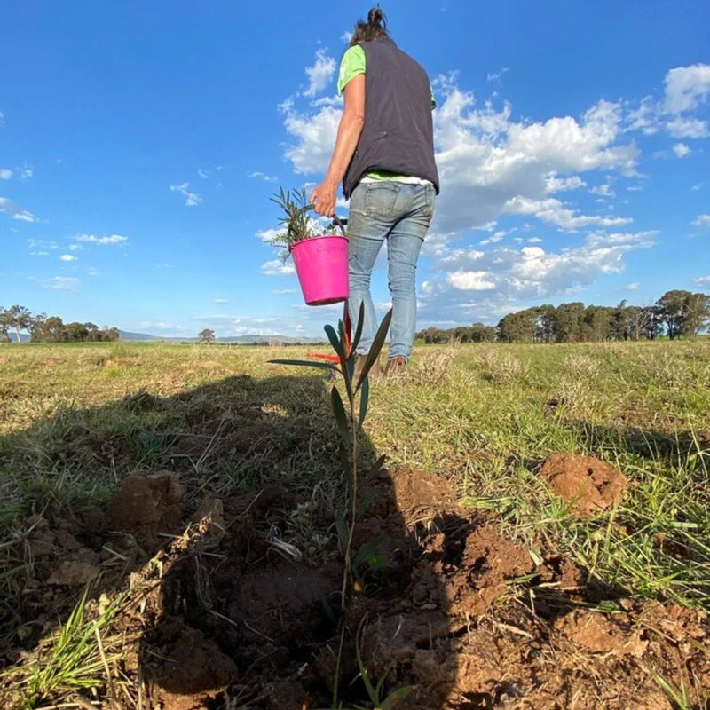 Rowdy Crowd Regeneration Project - Planting Natives