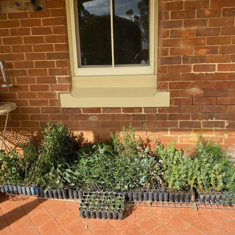 Rowdy Crowd Regeneration Project - Seedings Ready to Plant